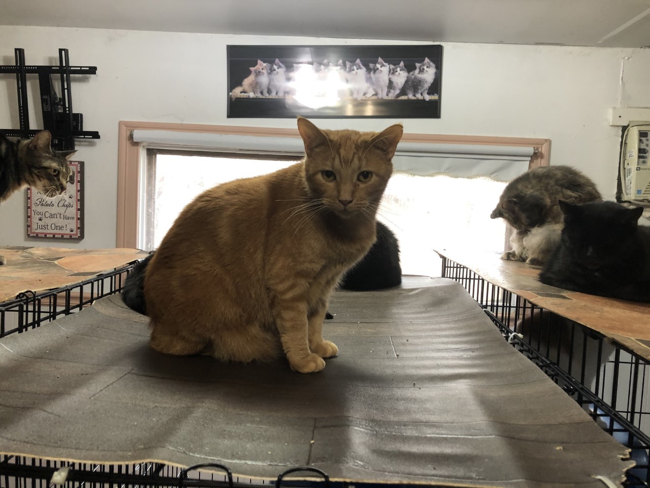Jeremiah - STILL AVAILABLE!, Senior Male unknown