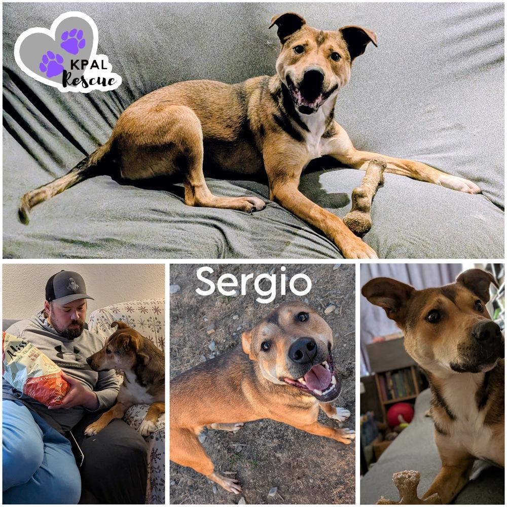 Sergio - Blue Jeans Litter, a Adoptable mixed breed in Kenai, AK image 2/6