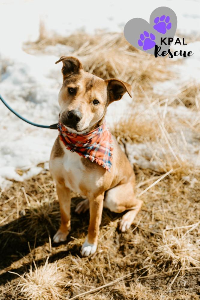 Enlarge Sergio - Blue Jeans Litter, a Adoptable mixed breed in Kenai, AK image 2/6