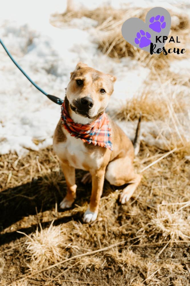 Enlarge Sergio - Blue Jeans Litter, a Adoptable mixed breed in Kenai, AK image 4/6