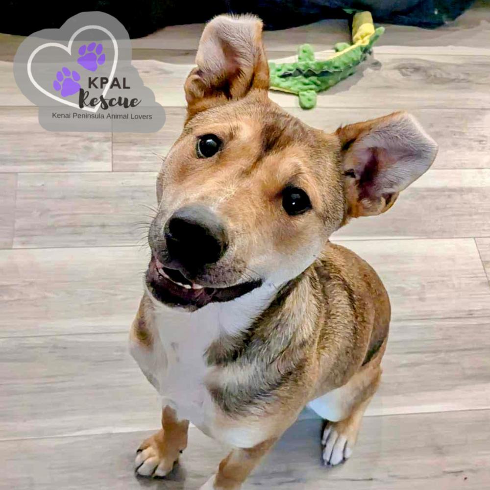 Enlarge Sergio - Blue Jeans Litter, a Adoptable mixed breed in Kenai, AK image 3/6