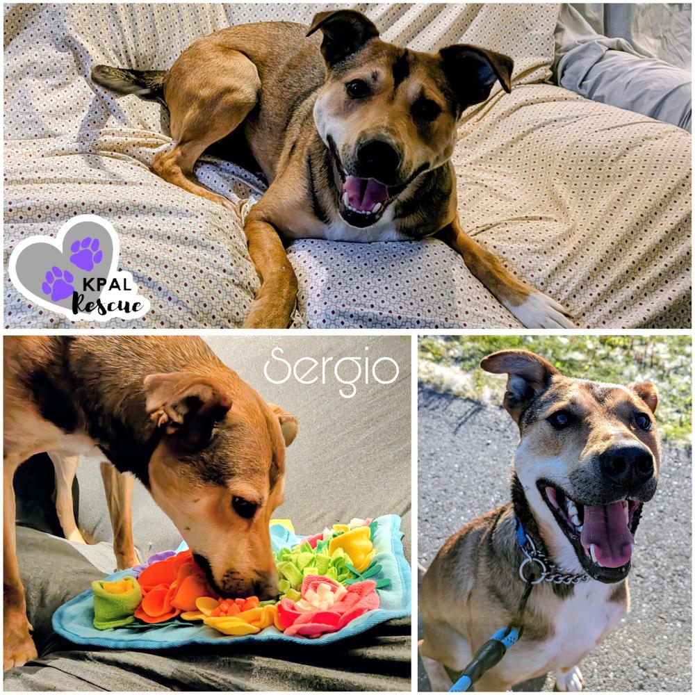 Enlarge Sergio - Blue Jeans Litter, a Adoptable mixed breed in Kenai, AK image 4/6