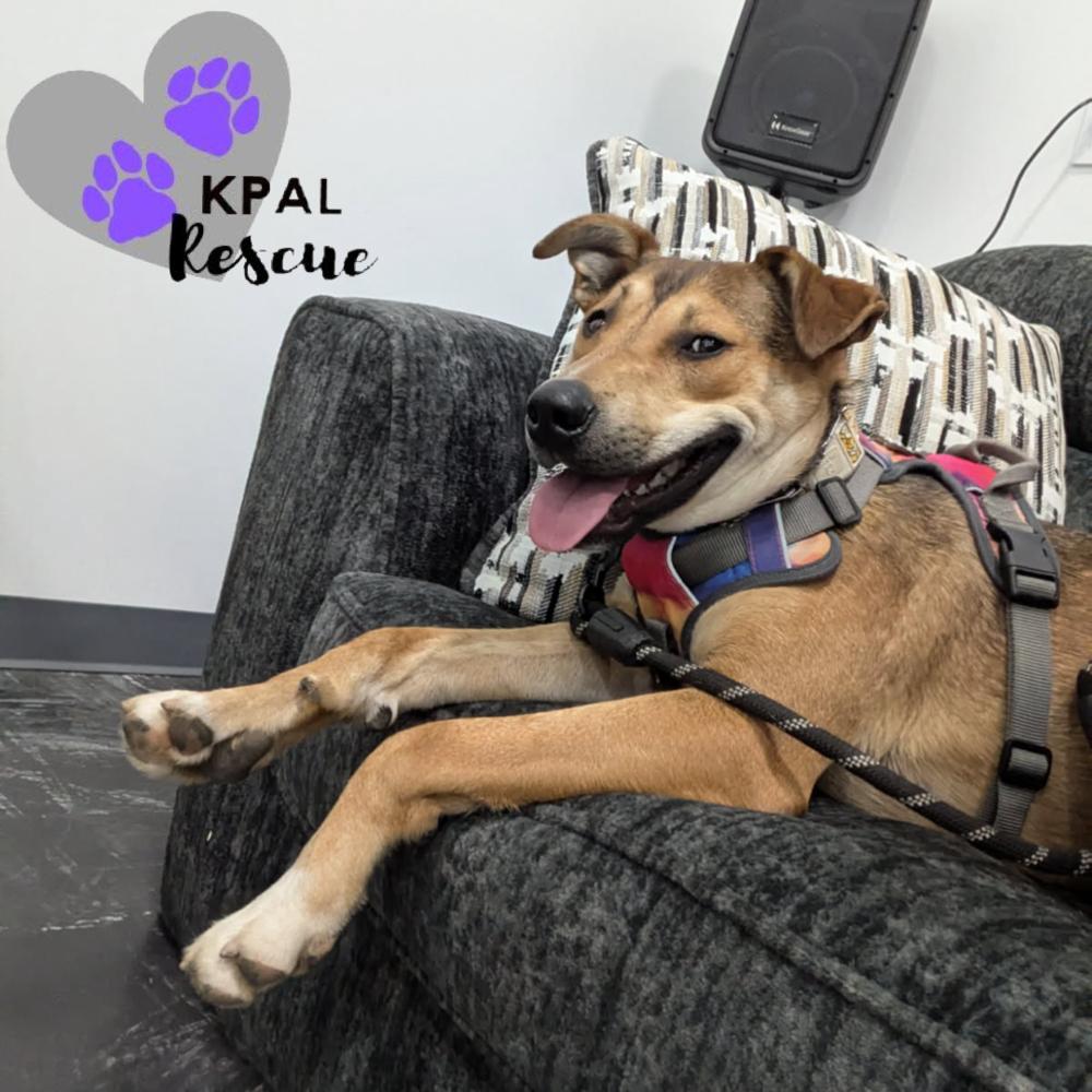 Enlarge Sergio - Blue Jeans Litter, a Adoptable mixed breed in Kenai, AK image 4/6