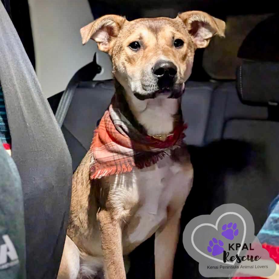 Enlarge Sergio - Blue Jeans Litter, a Adoptable mixed breed in Kenai, AK image 5/6