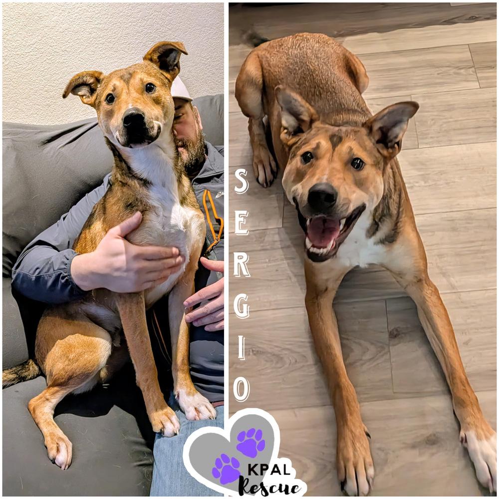 Enlarge Sergio - Blue Jeans Litter, a Adoptable mixed breed in Kenai, AK image 5/6