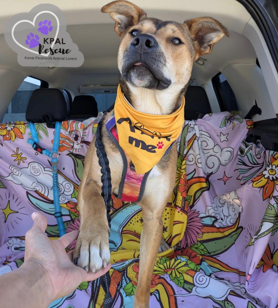 Enlarge Sergio - Blue Jeans Litter, a Adoptable mixed breed in Kenai, AK image 6/6