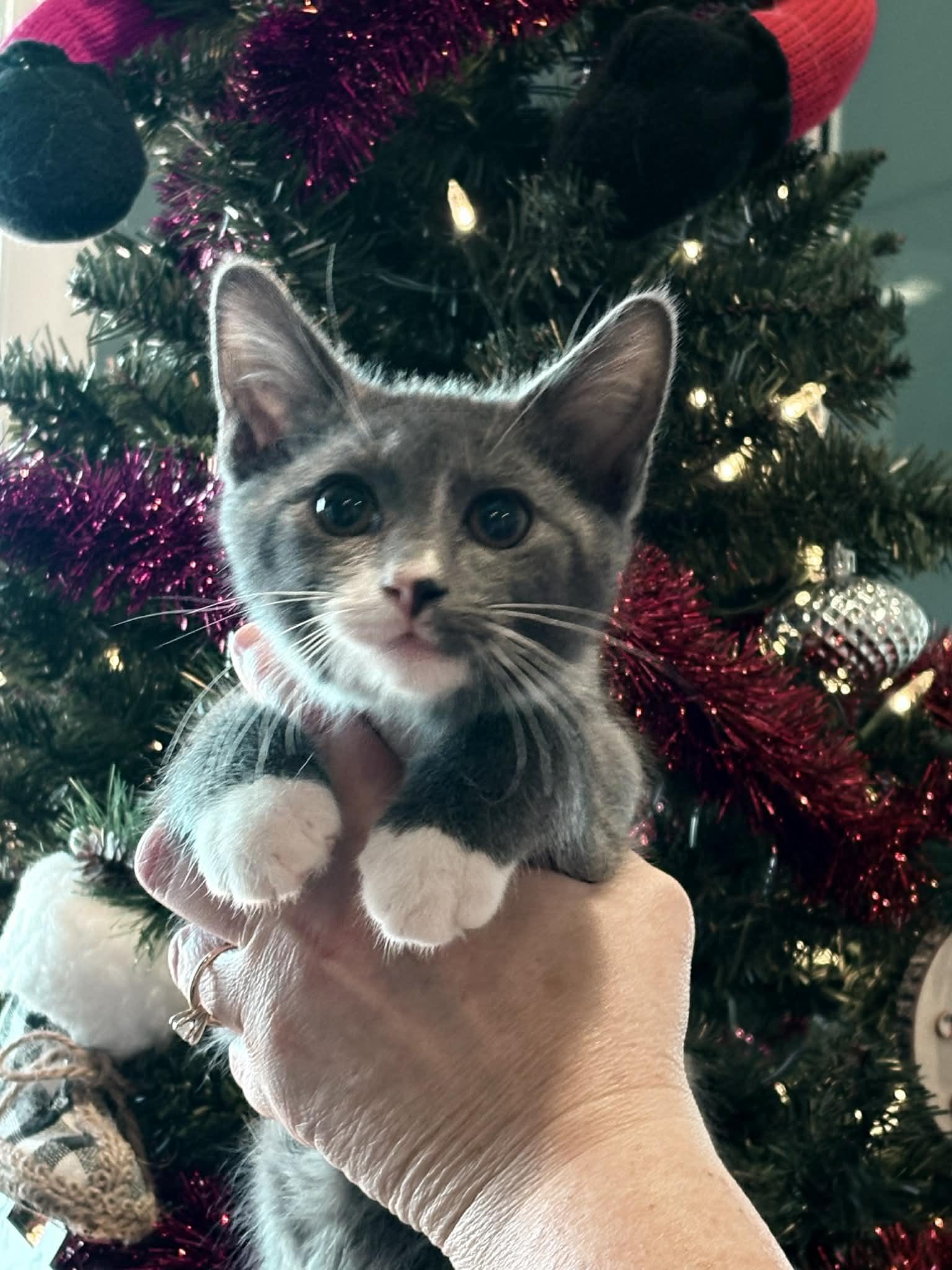 Enlarge Austin, a Adoptable American Shorthair in Barboursville, WV image 1/1