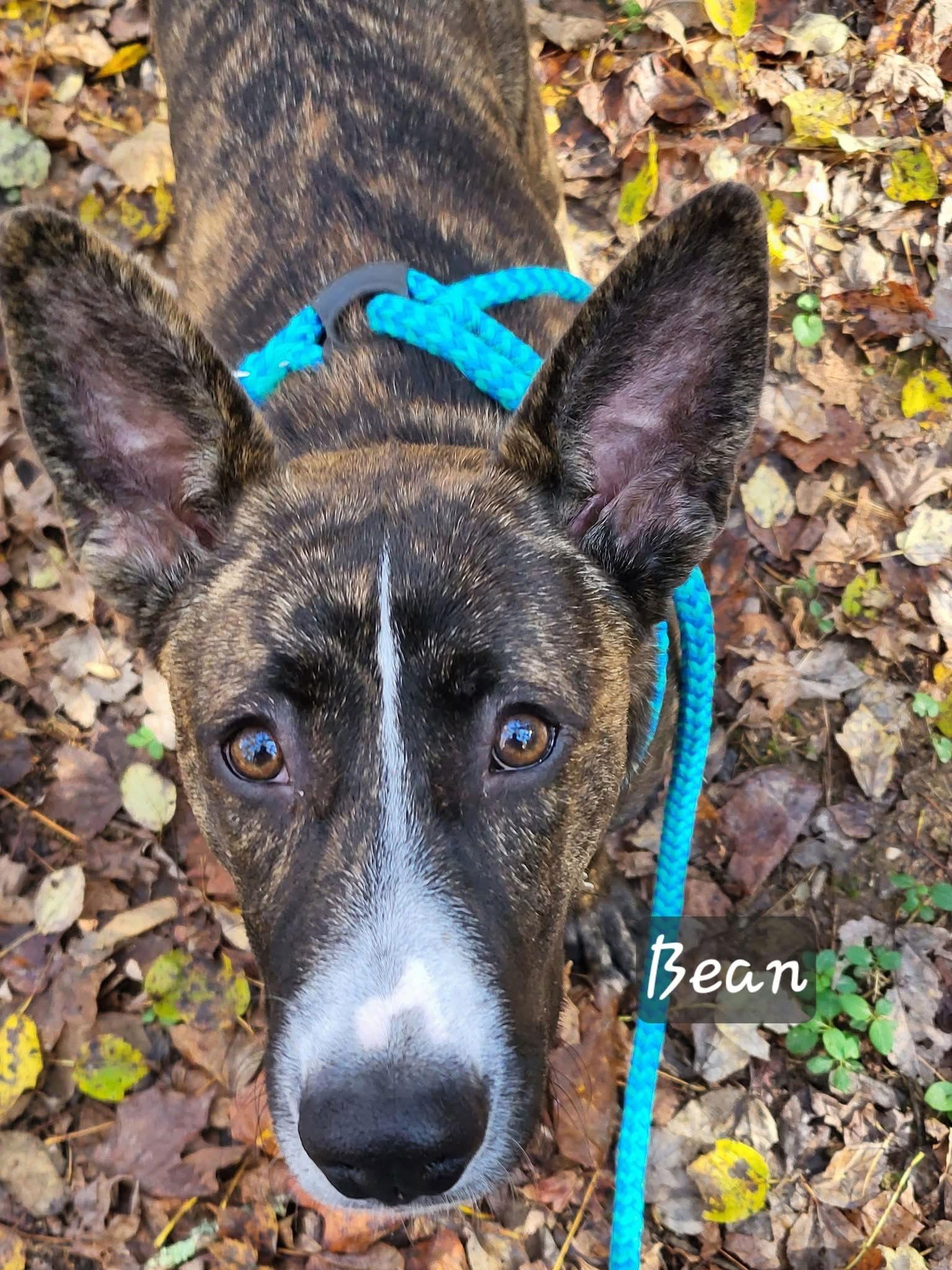 Bean Scas thumbnail 2