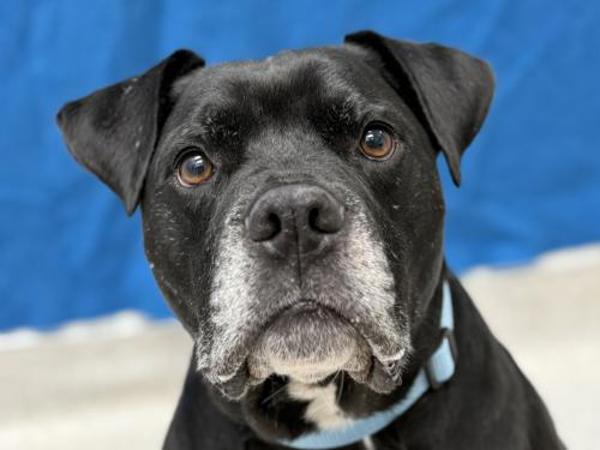 Enlarge Puddles, a Adoptable mixed breed in Portland, OR image 2/6