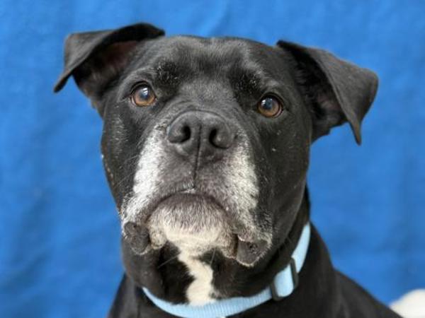 Enlarge Puddles, a Adoptable mixed breed in Portland, OR image 3/6