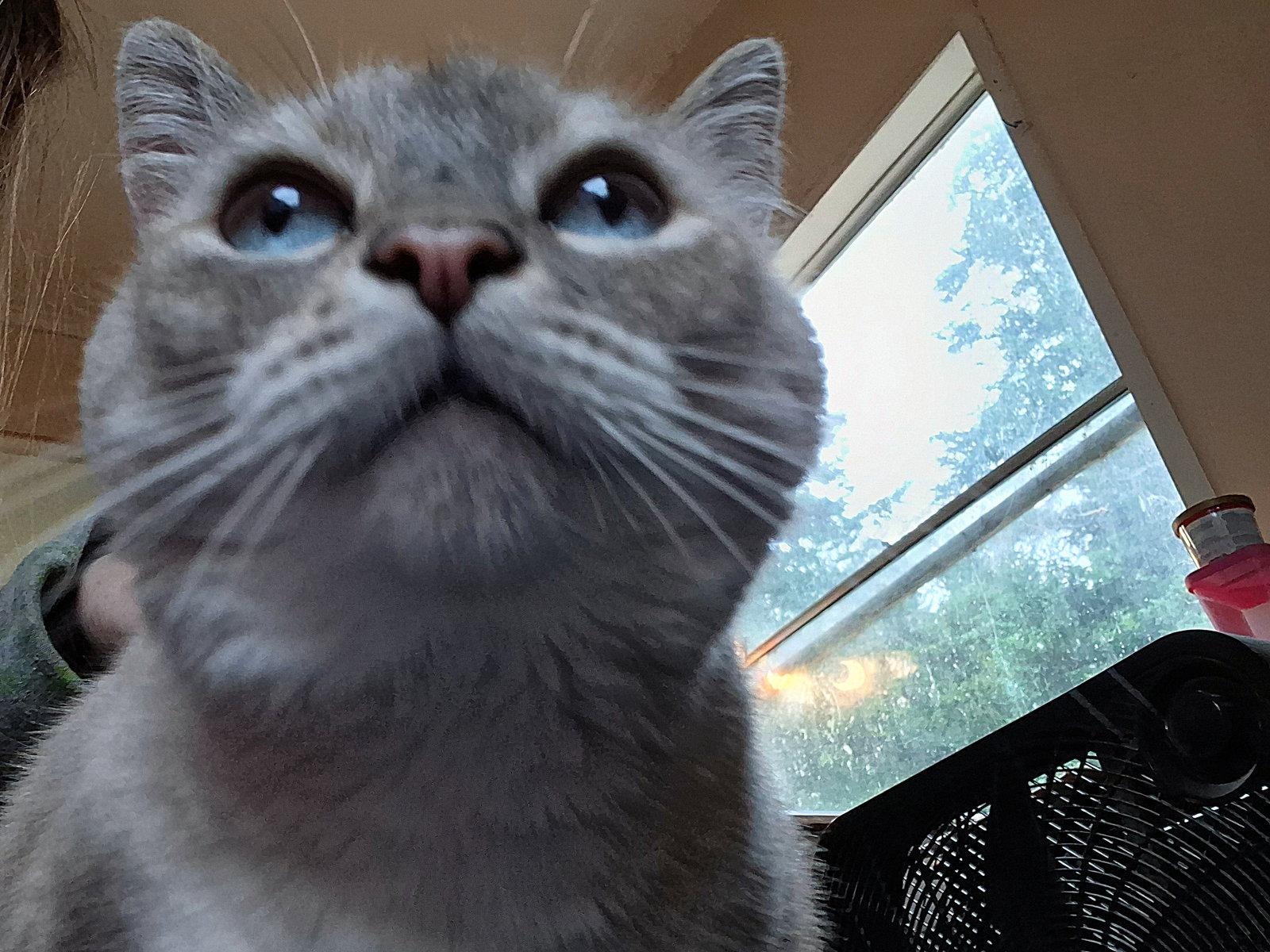 MISHKA #2006 - Offered by Owner - Siamese Mix Sr., Adoptable, Senior Female Siamese & Tabby.