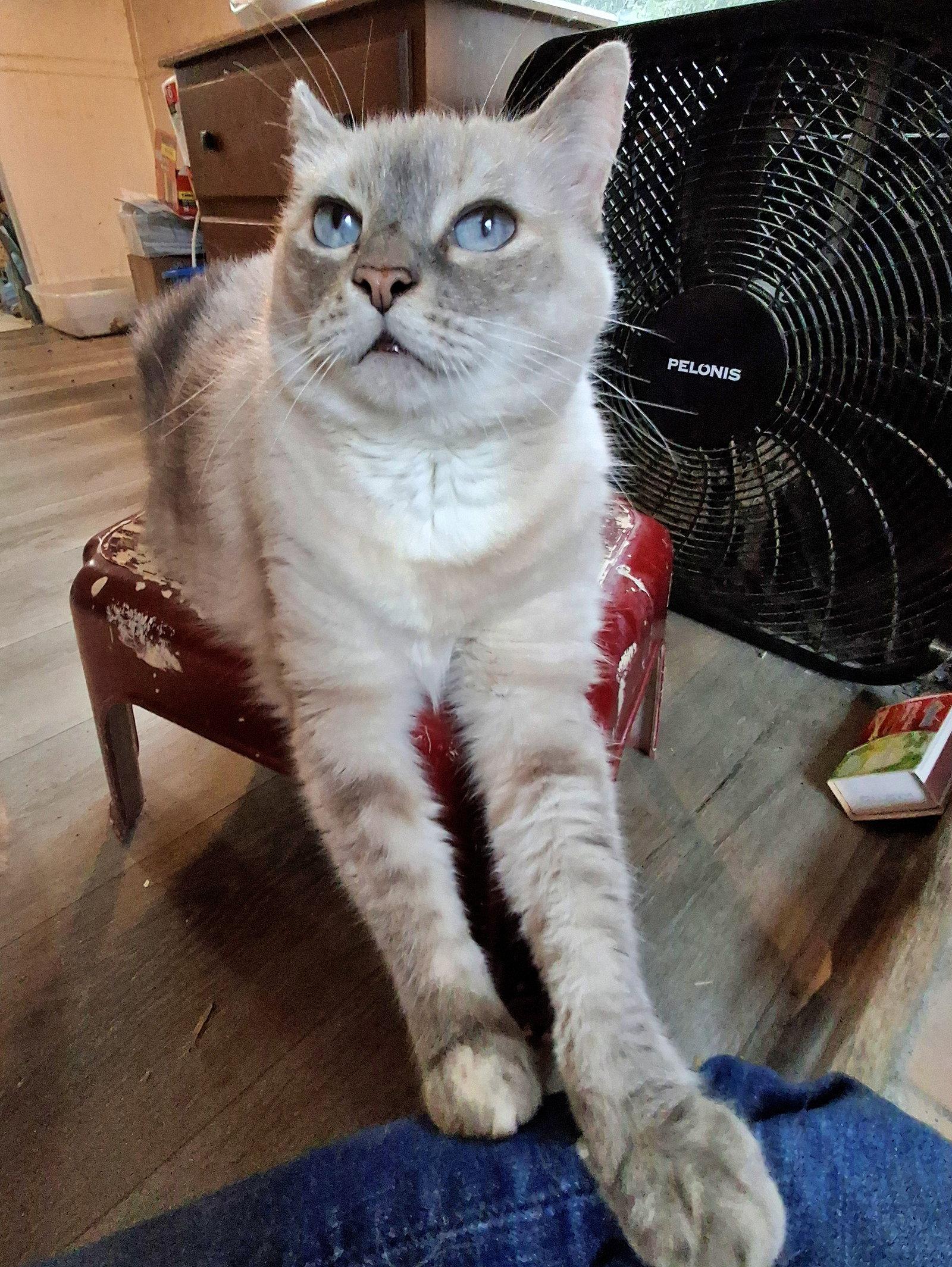 Enlarge MISHKA #2006 - Offered by Owner - Siamese Mix Sr., a Adoptable mixed breed in Hillsboro, OR image 2/3