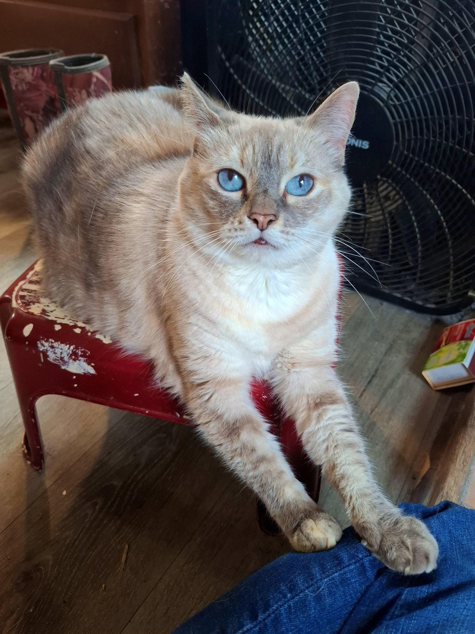 Enlarge MISHKA #2006 - Offered by Owner - Siamese Mix Sr., a Adoptable mixed breed in Hillsboro, OR image 3/3