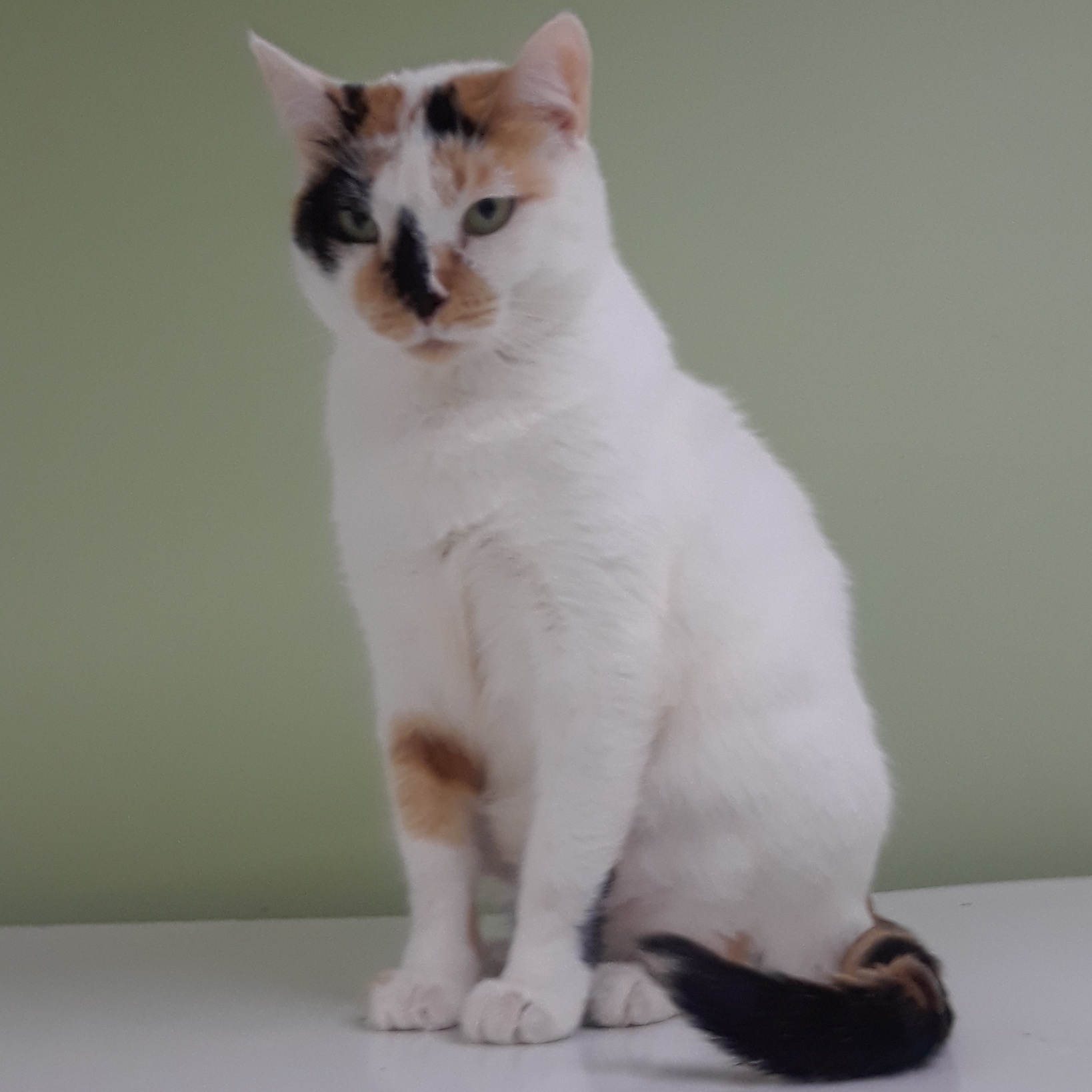 Amanda, a Adoptable Calico in Margate, FL image 1/2