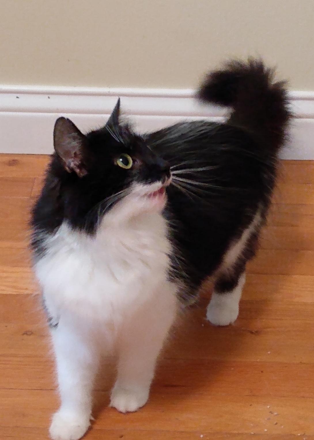 Cinnamon thumbnail 2