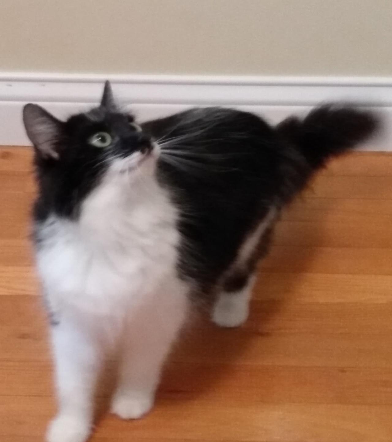 Cinnamon thumbnail 3