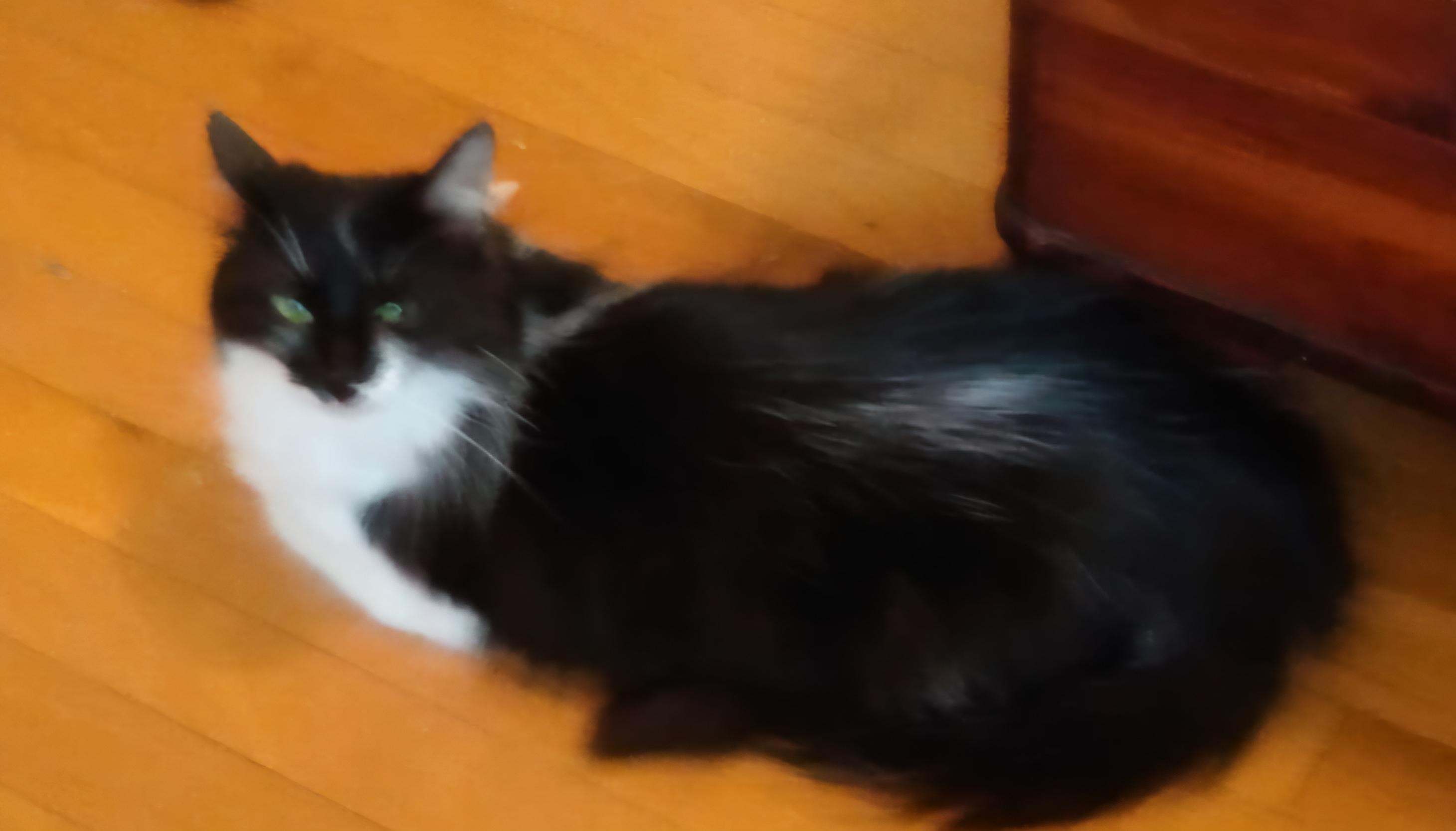 Cinnamon thumbnail 4