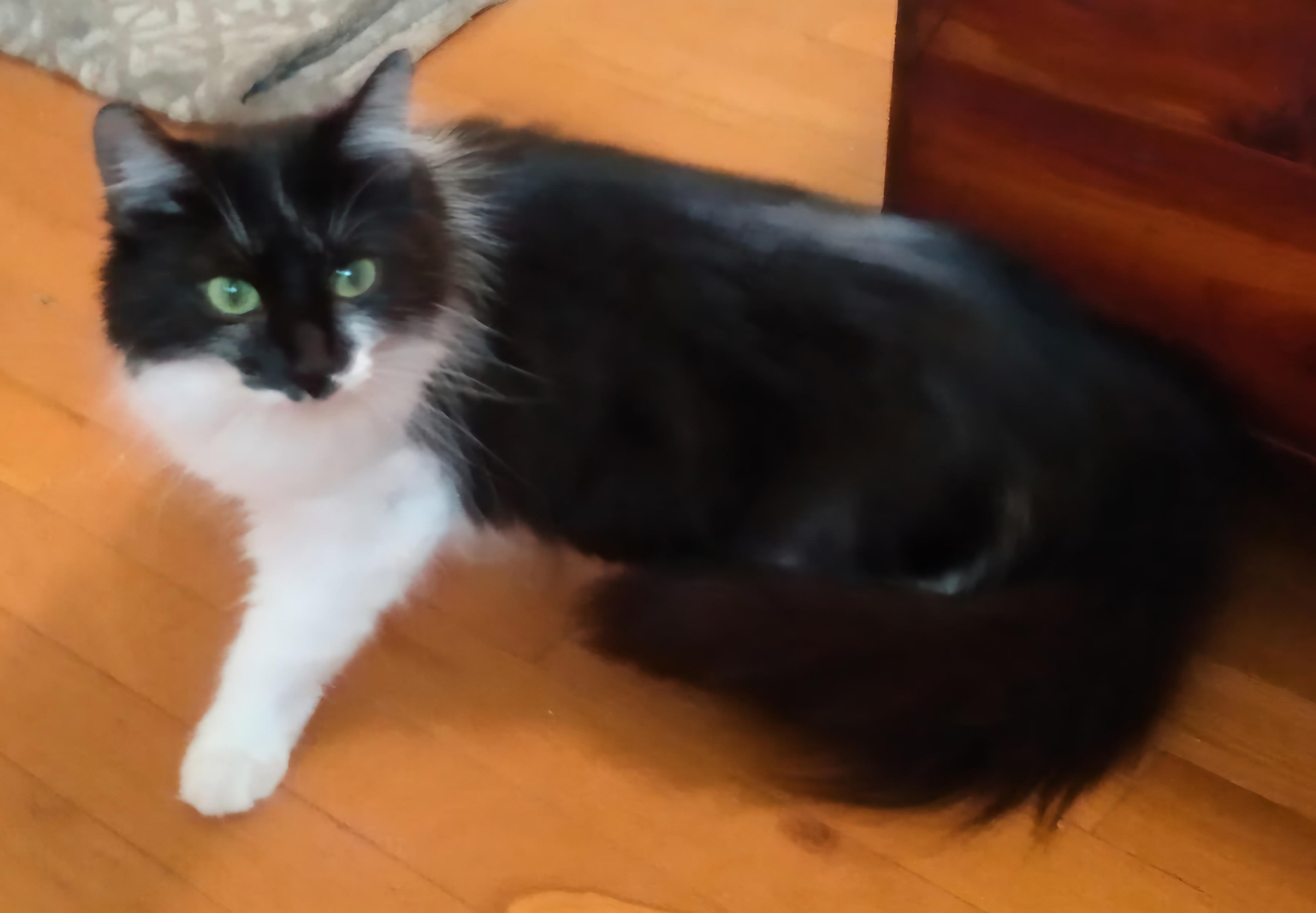 Cinnamon thumbnail 5