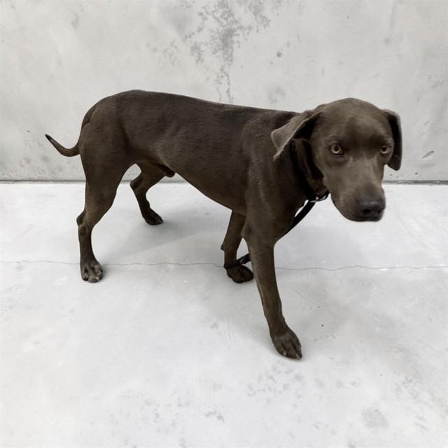 Sterling, an adopted mixed breed in Williston, VT image 3/3