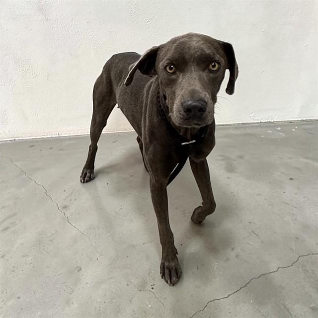 Sterling, adopted, Young Male Blue Lacy.