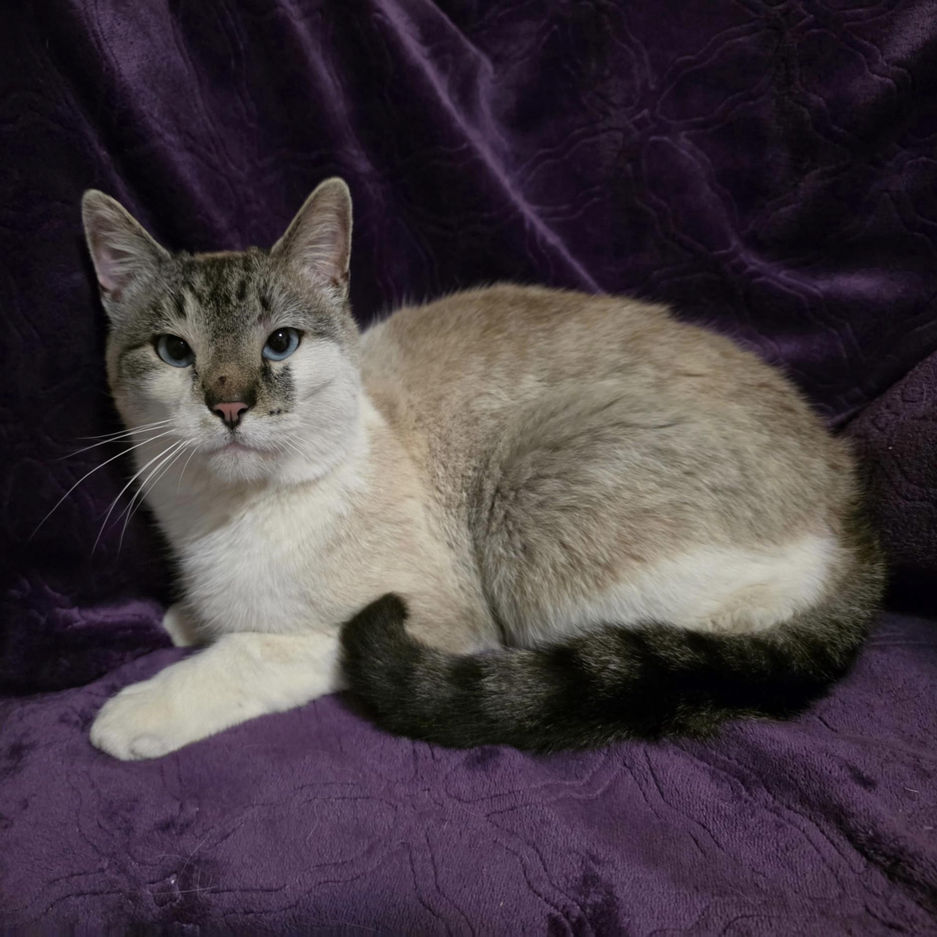 Mochi, ADOPTABLE, Young Female Siamese.
