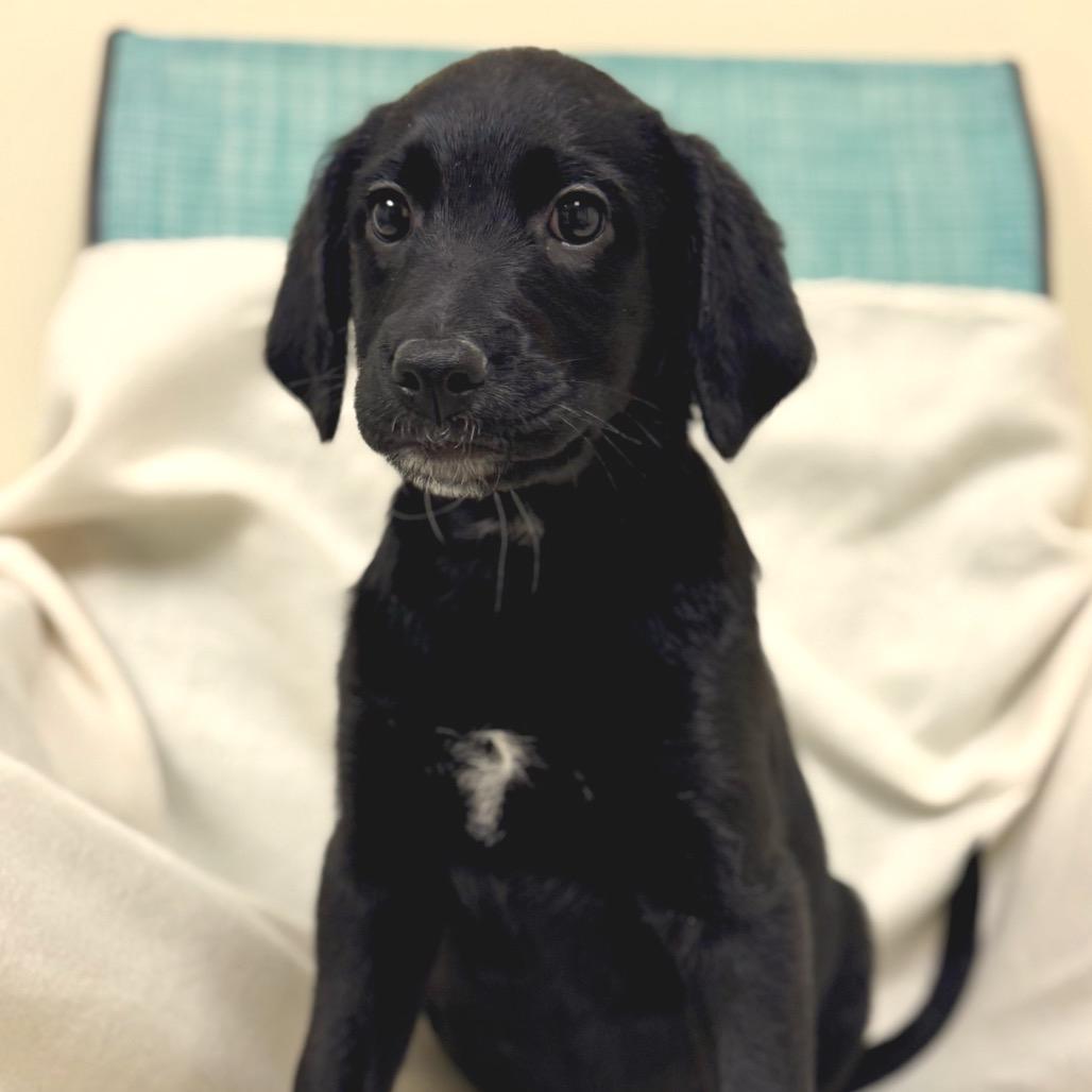 Marlin, Adoptable, Puppy Male Labrador Retriever.