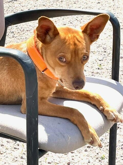 Jasper, a ADOPTABLE mixed breed in Polson, MT image 2/5