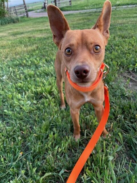 Jasper, a ADOPTABLE mixed breed in Polson, MT image 5/5
