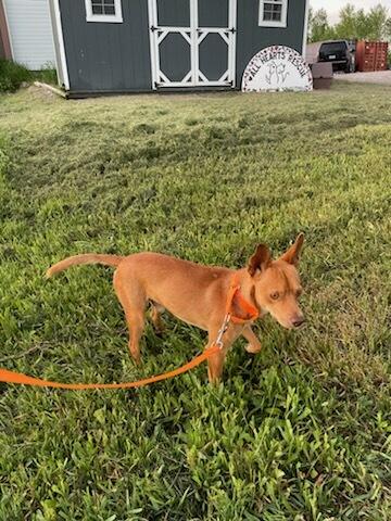 Jasper, a ADOPTABLE mixed breed in Polson, MT image 4/5
