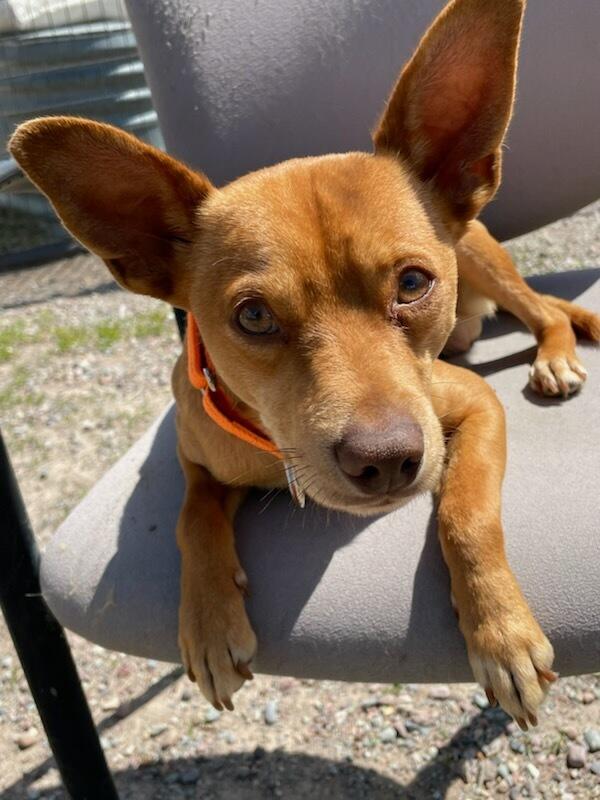 Jasper, ADOPTABLE, Adult Male Chihuahua.