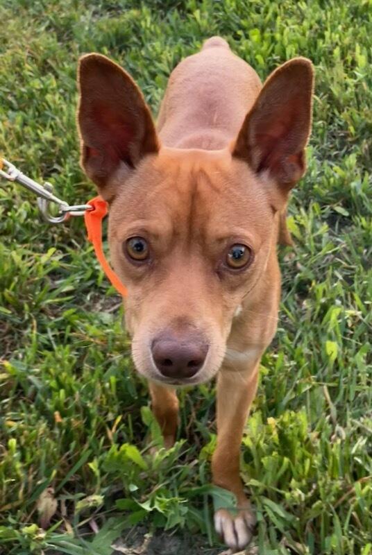 Jasper, a ADOPTABLE mixed breed in Polson, MT image 3/5