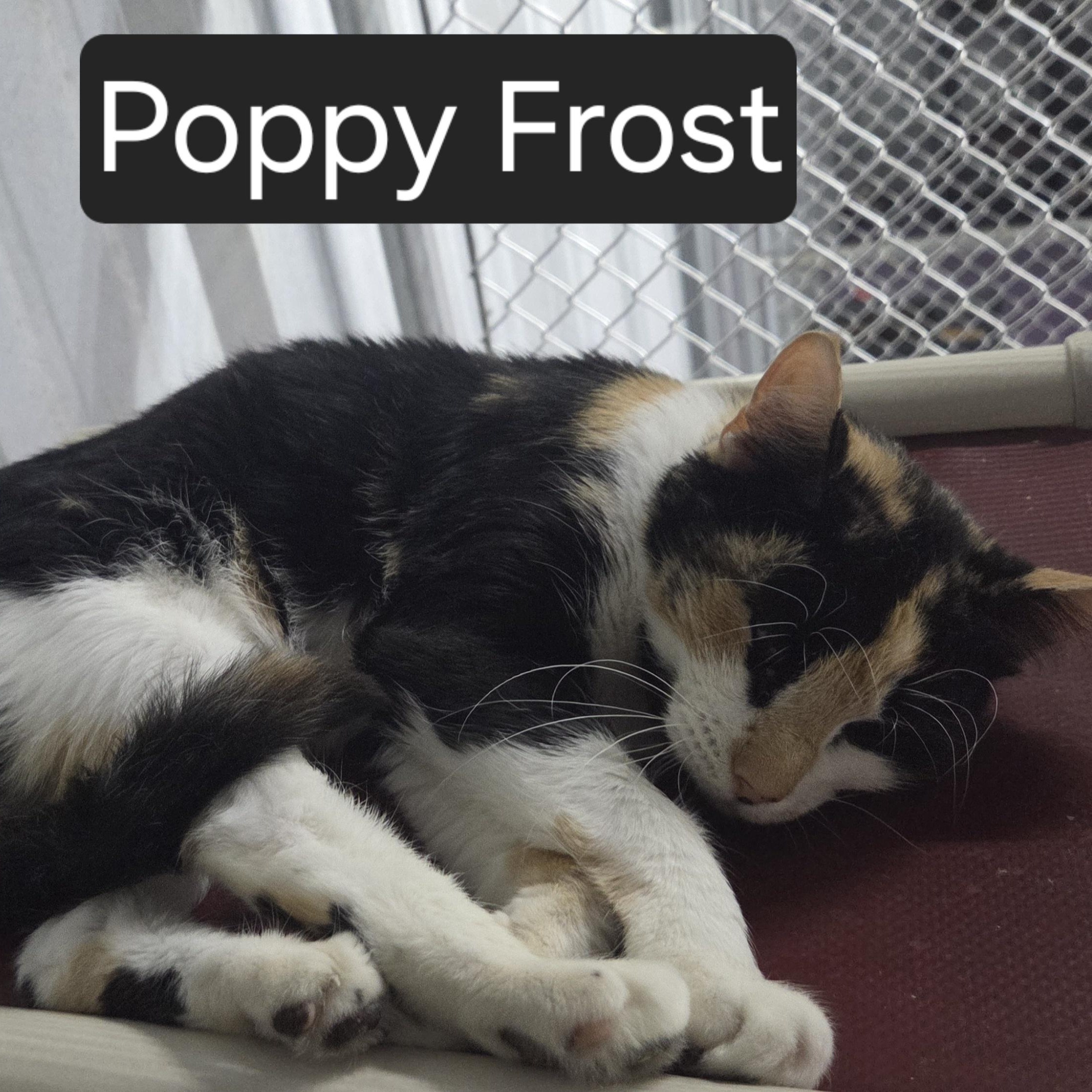 Poppy Frost, ADOPTABLE, Young Female Domestic Short Hair.