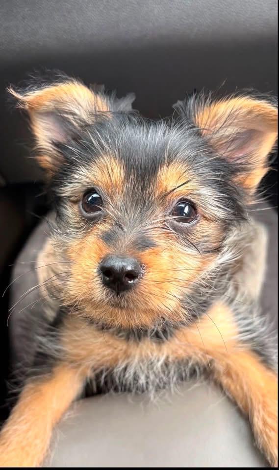 Enlarge Maverick, an adopted Yorkshire Terrier in Little Elm, TX image 1/1