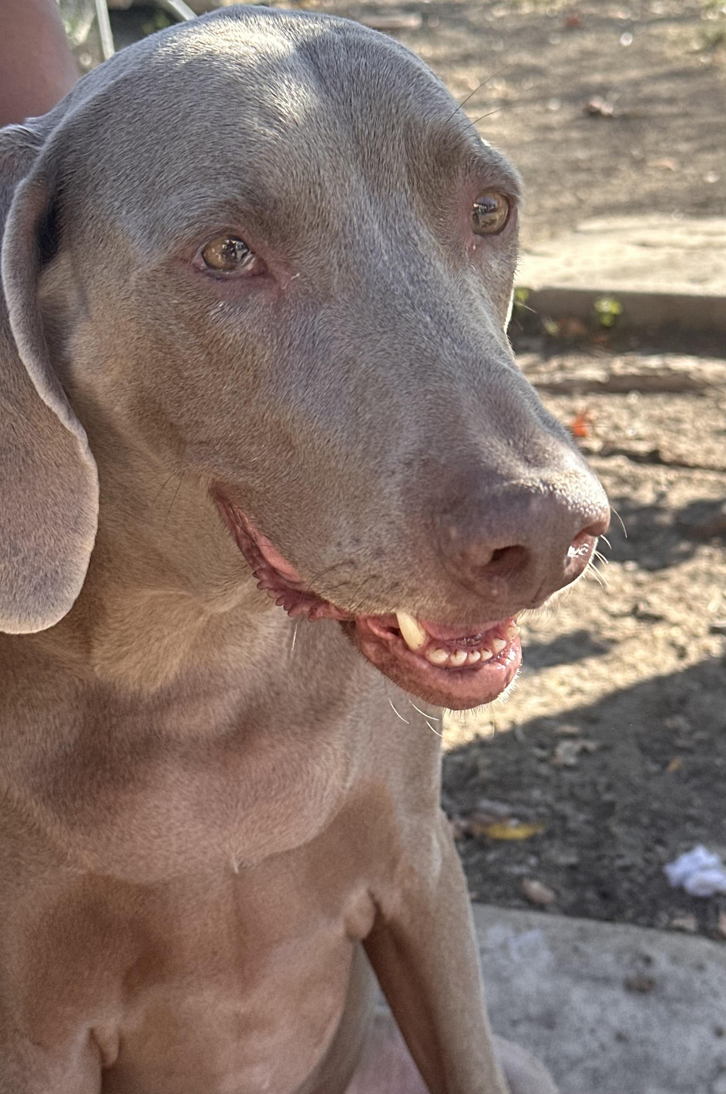 Enlarge Jake , a Adoptable mixed breed in Austin, TX image 3/6