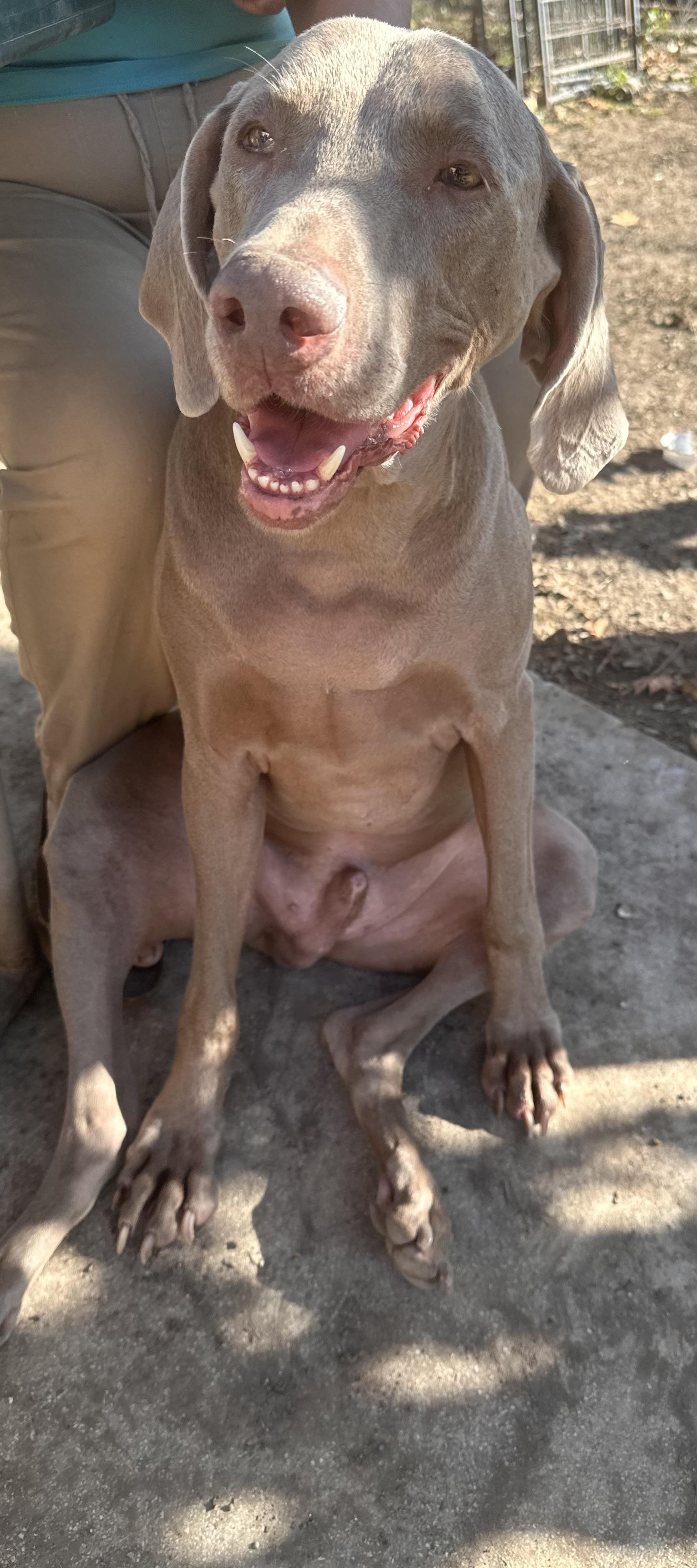 Enlarge Jake , a Adoptable mixed breed in Austin, TX image 5/6