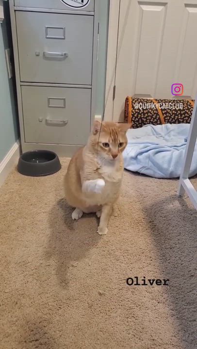 Enlarge Oliver, a Adopted mixed breed in Maple Shade, NJ video 6/11