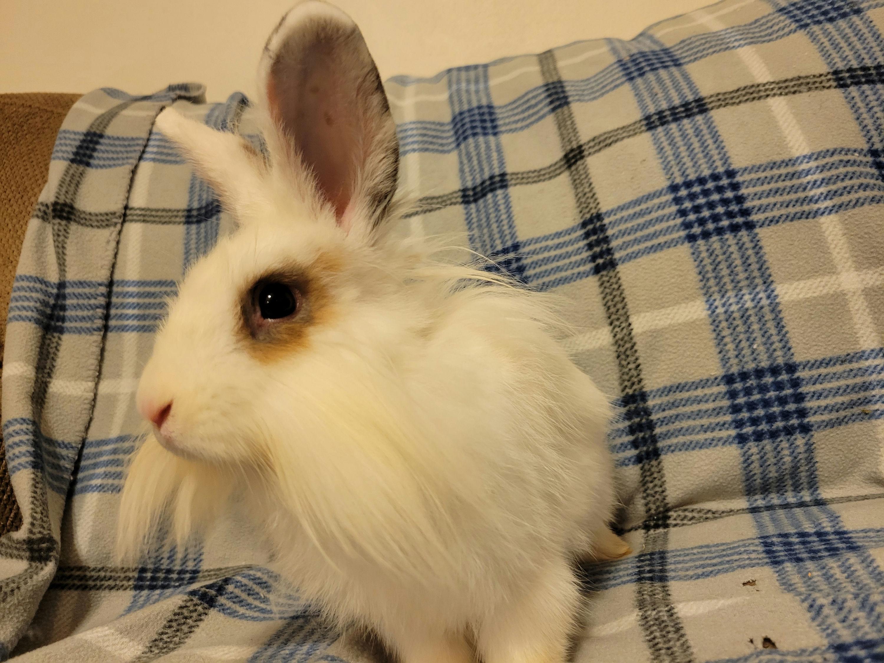 Mezcal, a Adoptable mixed breed in Ames, IA image 1/4