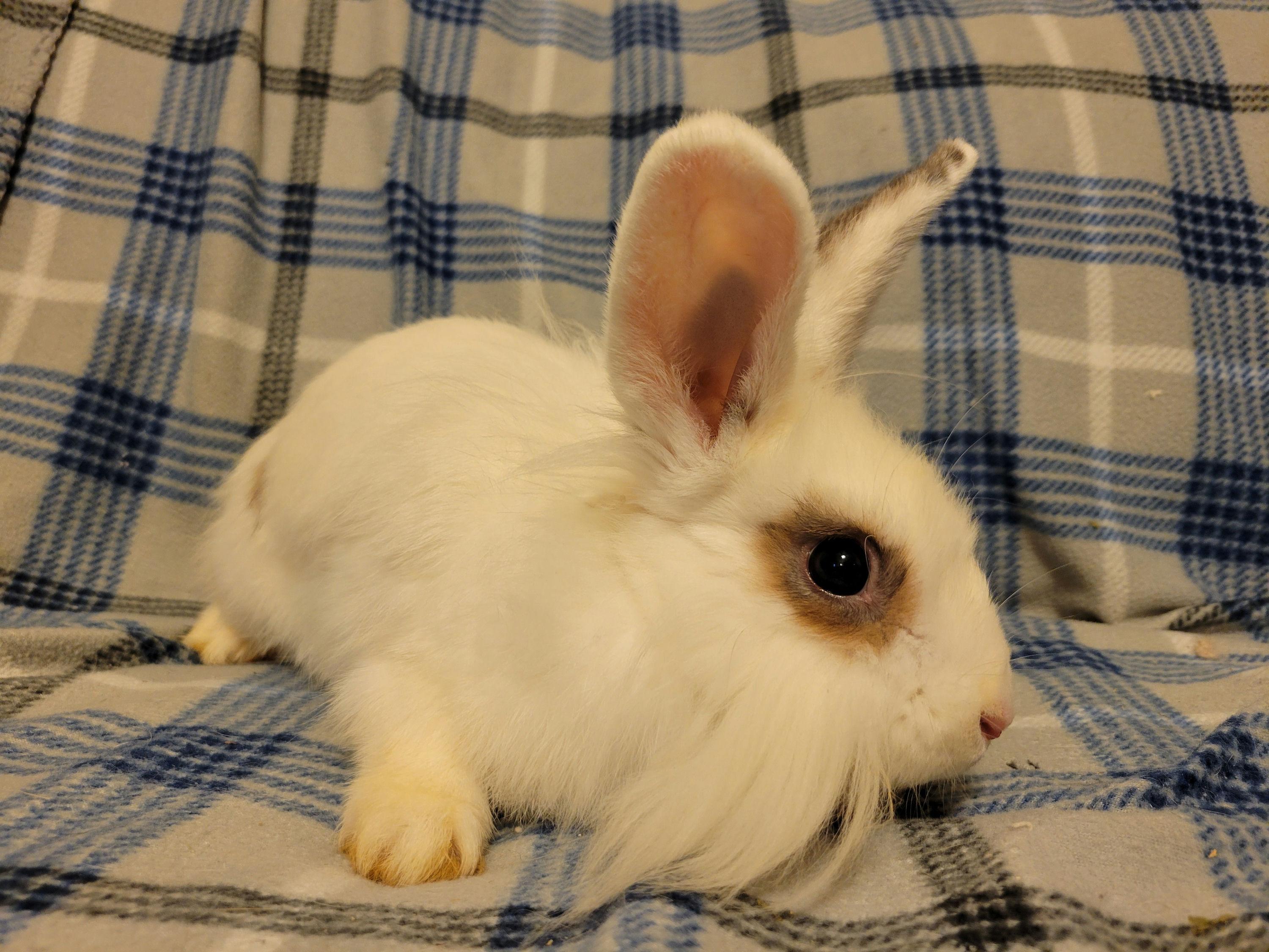 Mezcal, a Adoptable mixed breed in Ames, IA image 3/4