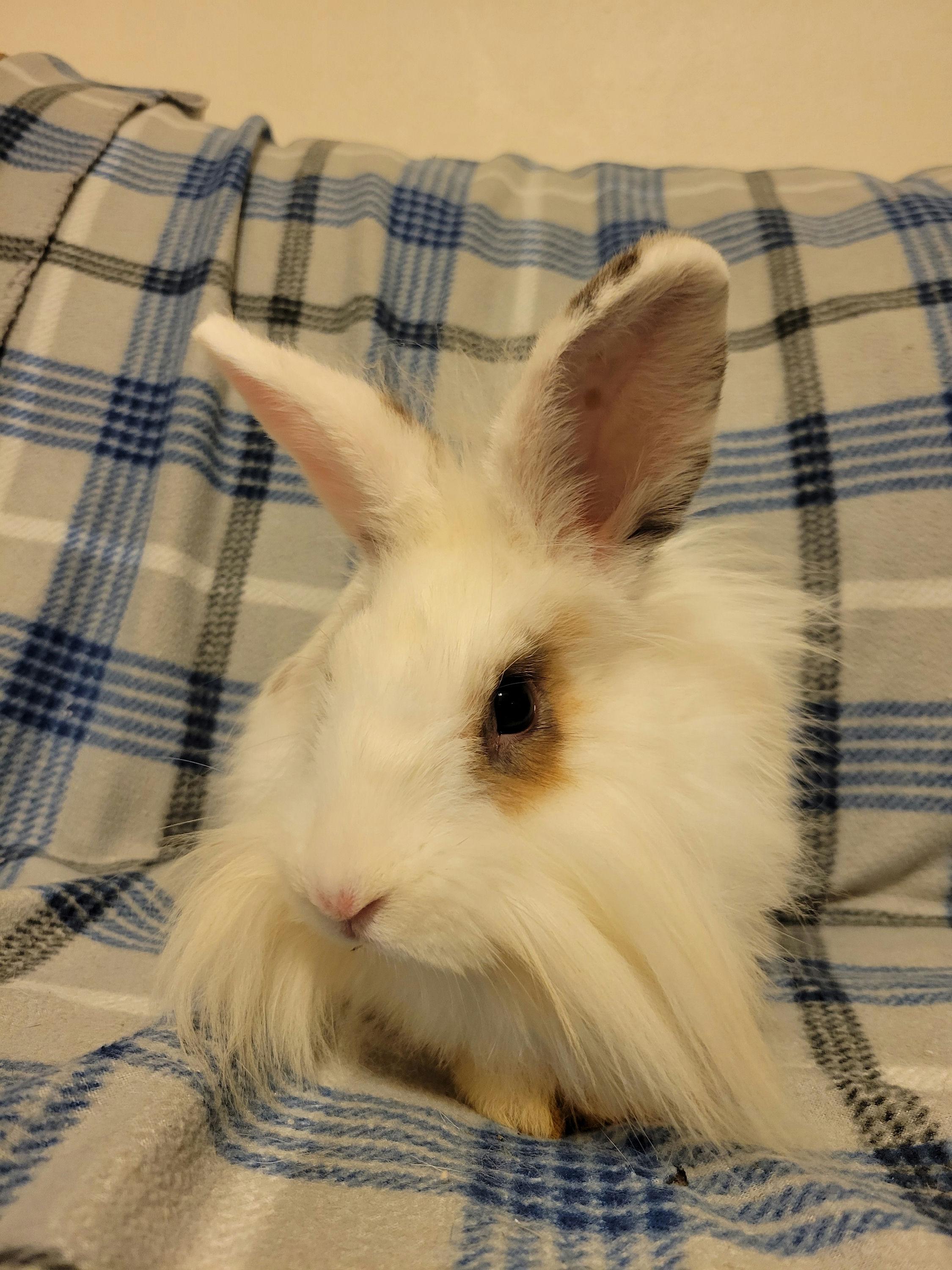 Mezcal, a Adoptable mixed breed in Ames, IA image 4/4