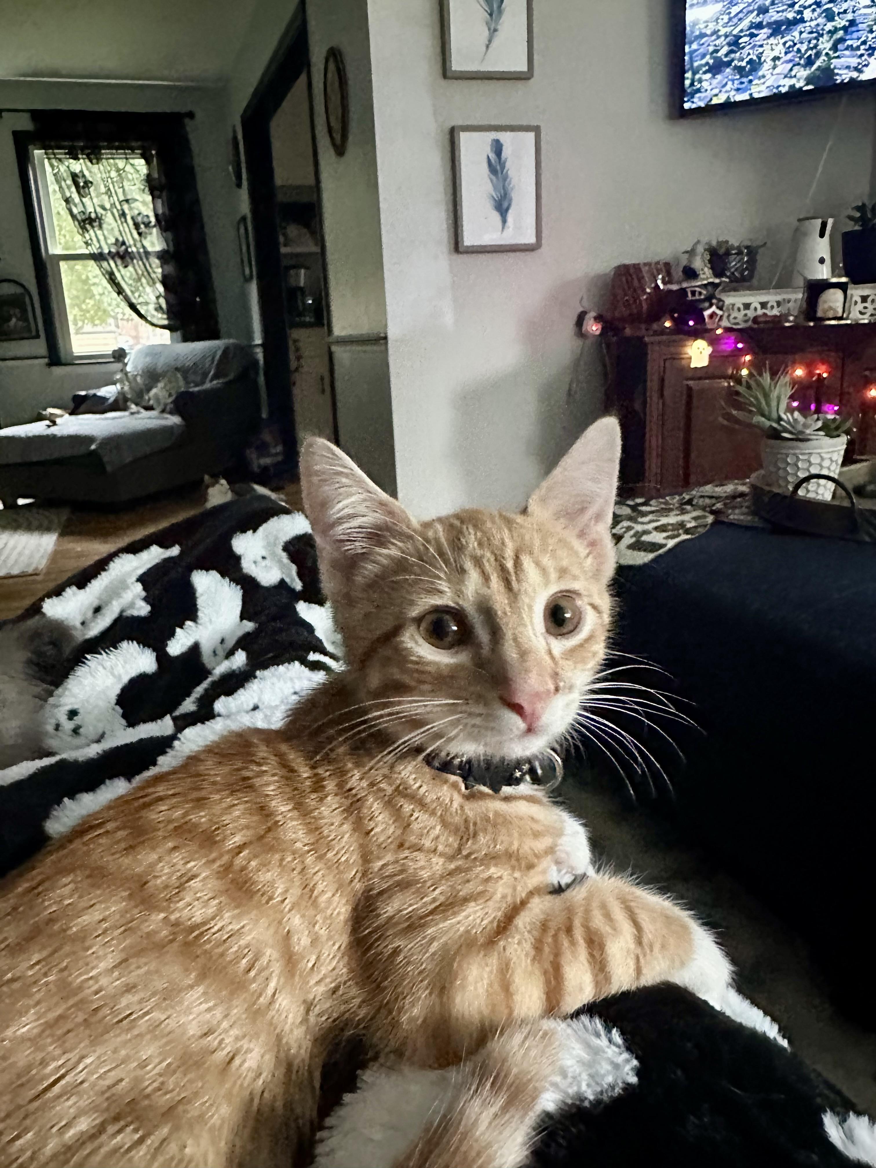 Desoto, Adoptable, Young Male Domestic Short Hair.