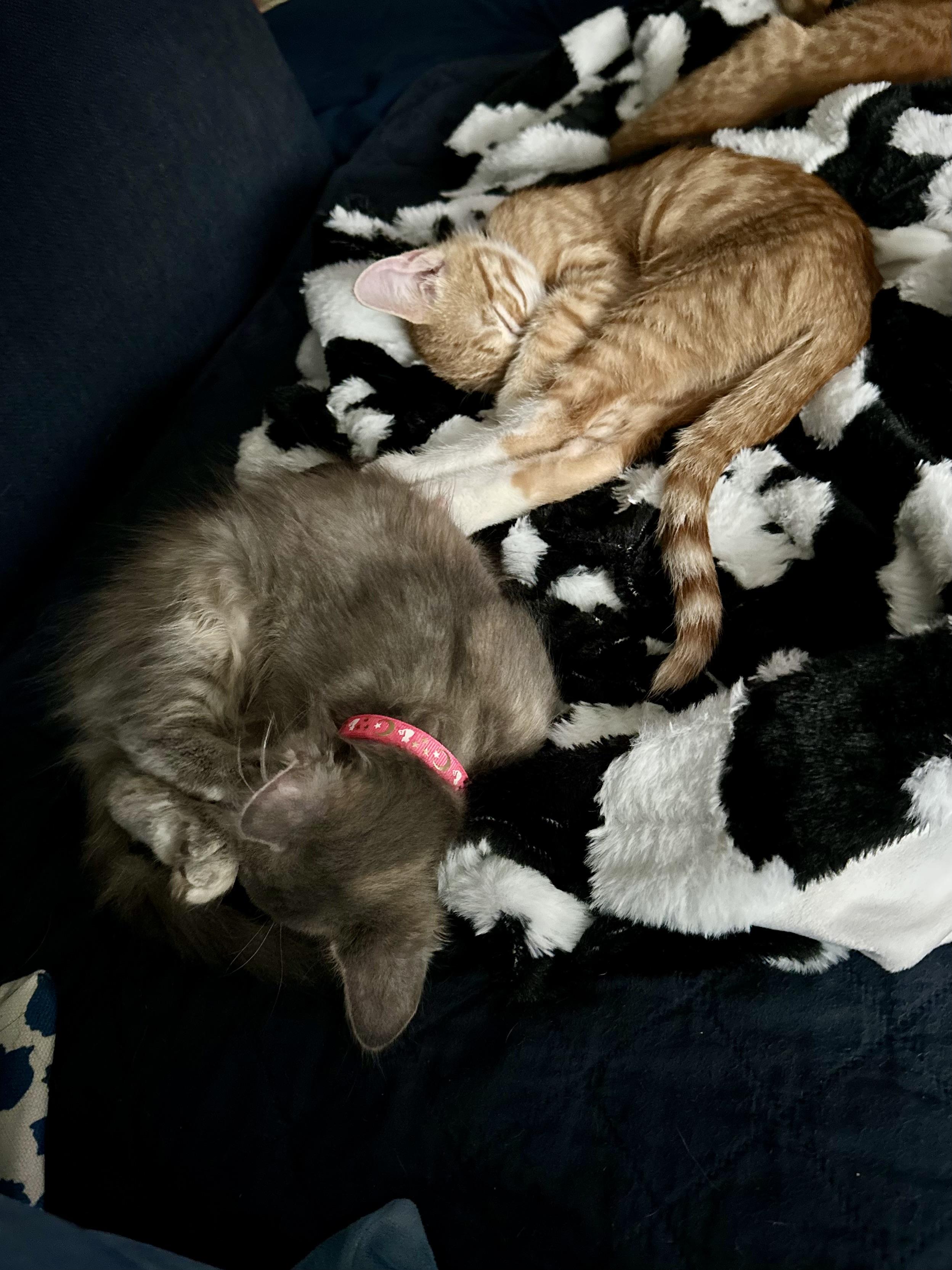 Enlarge Desoto, a Adoptable Domestic Short Hair in Midlothian, VA image 2/3