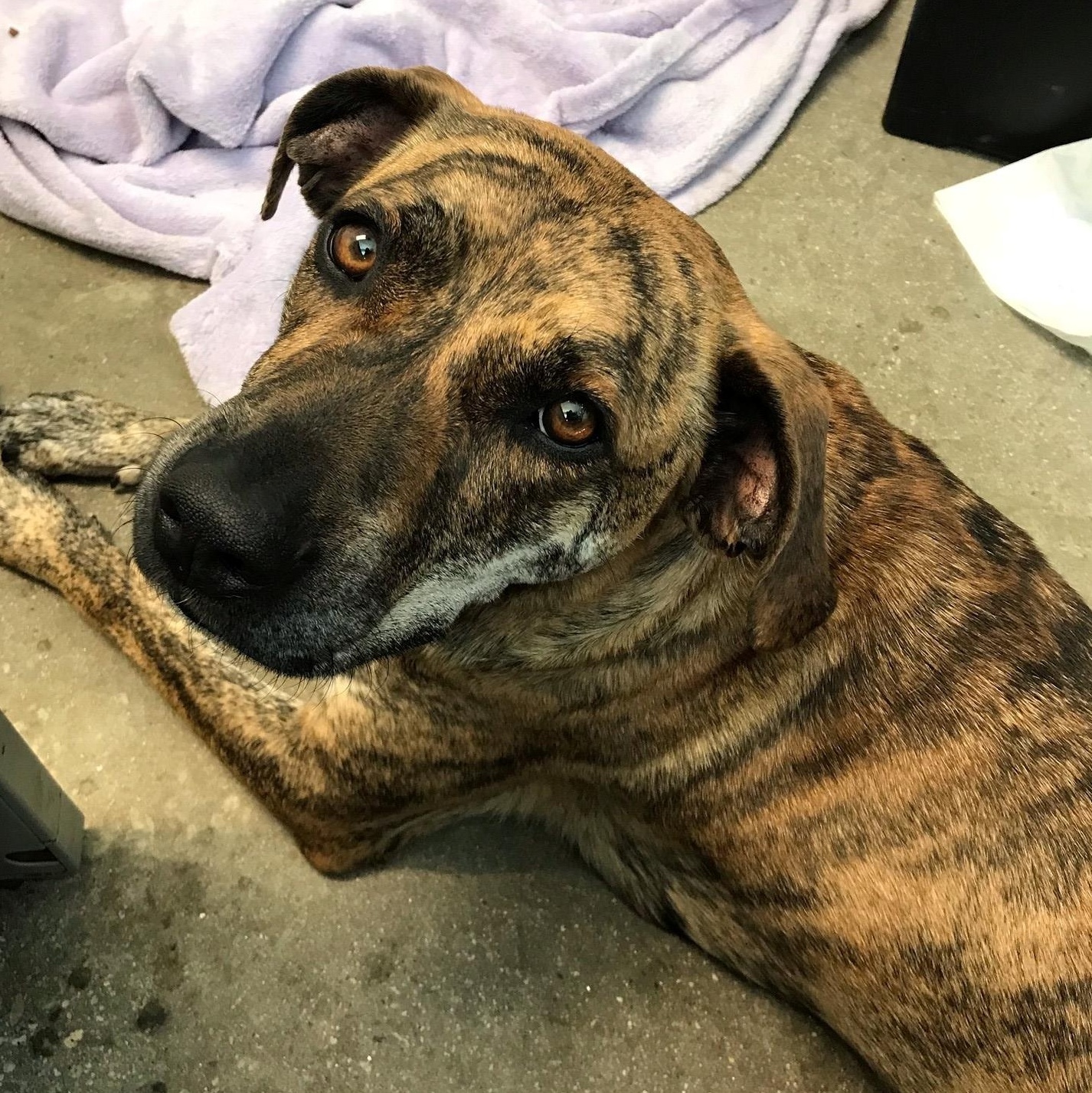 Enlarge Stella, a ADOPTABLE mixed breed in Windsor, CT image 2/3