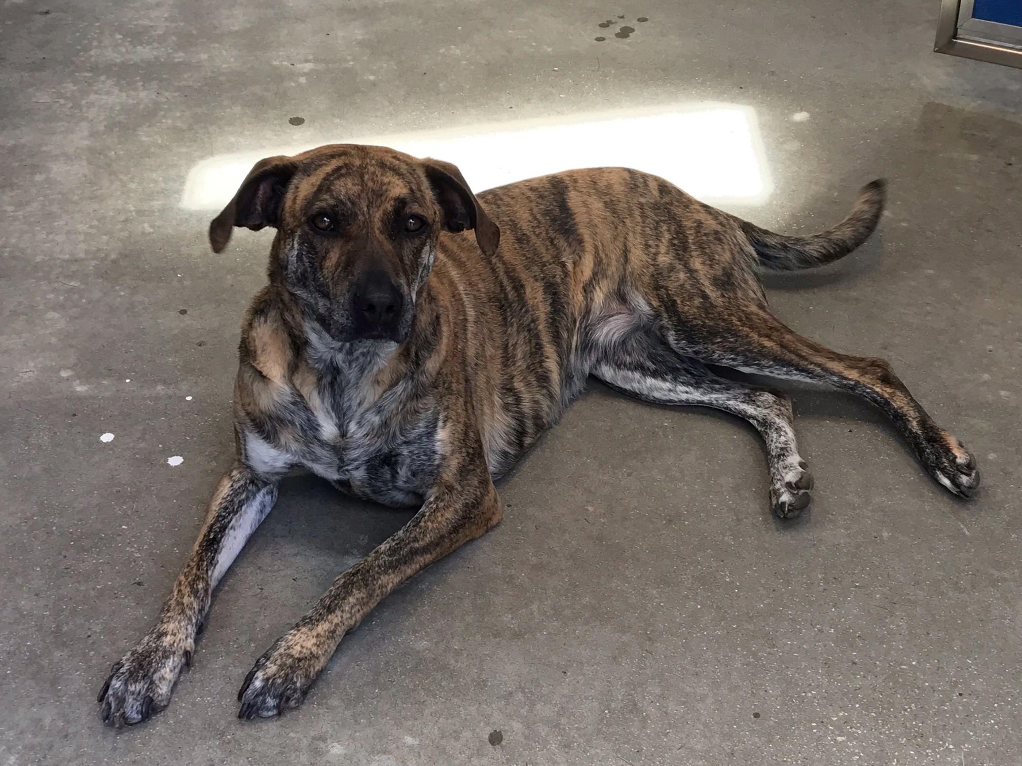 Enlarge Stella, a ADOPTABLE mixed breed in Windsor, CT image 3/3