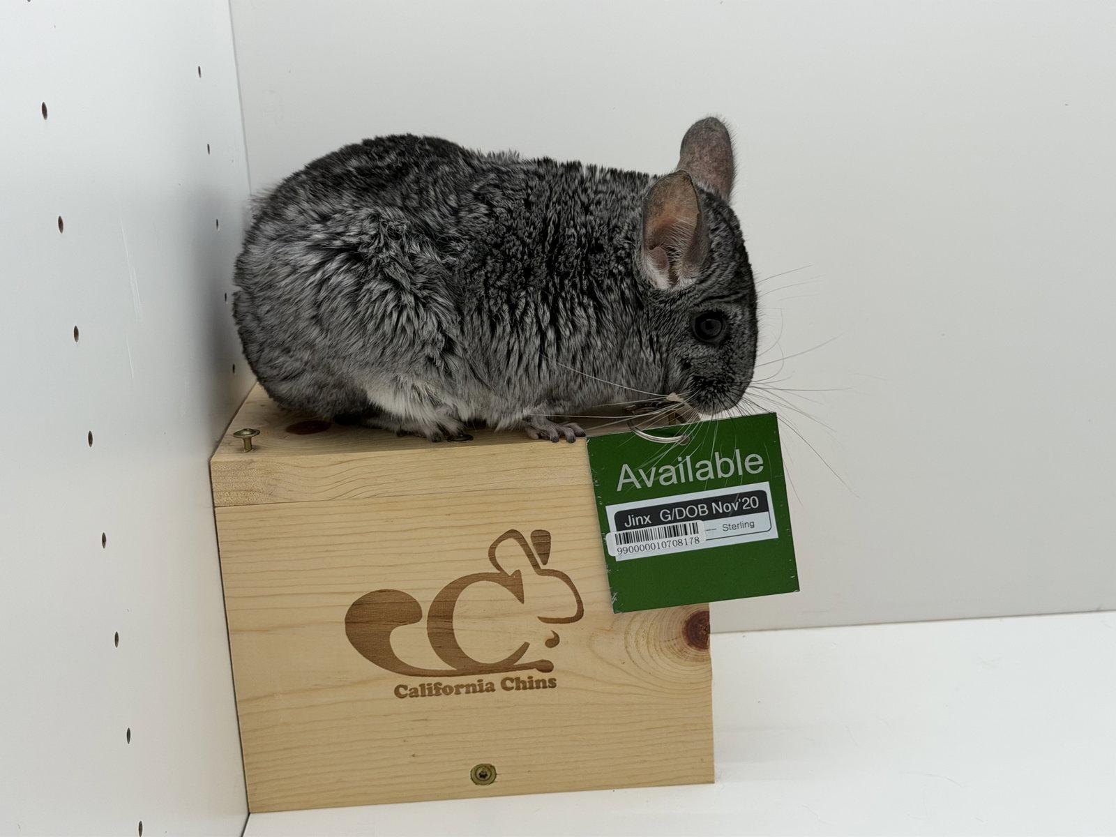 Jinx, Adoptable, Adult Female Chinchilla.