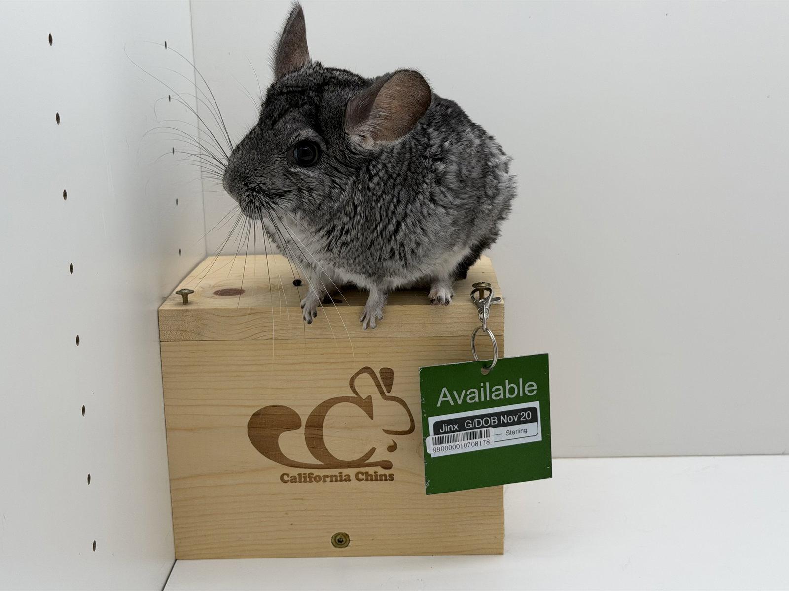 Enlarge Jinx, a Adoptable Chinchilla in Sunnyvale, CA image 2/3