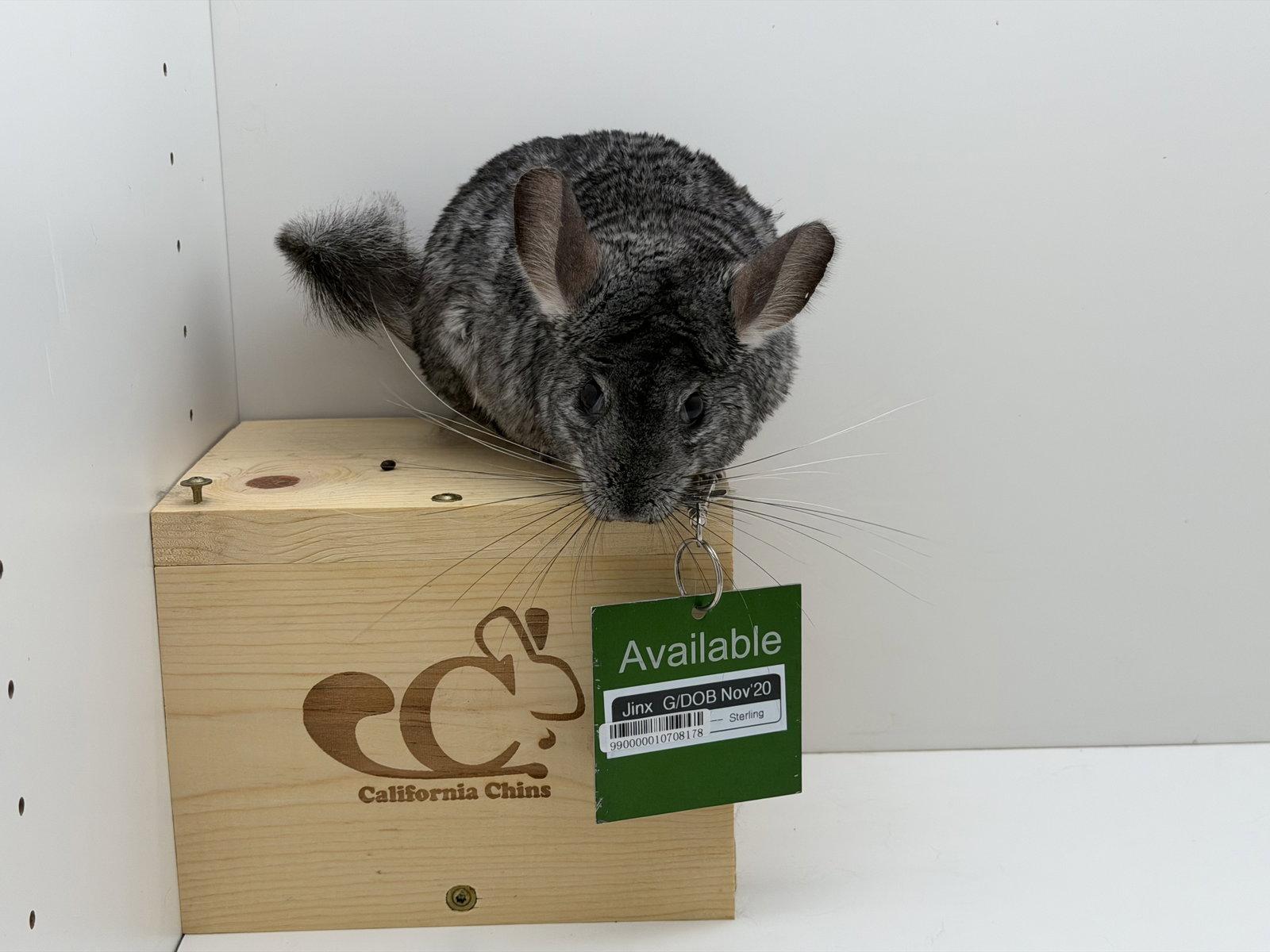 Enlarge Jinx, a Adoptable Chinchilla in Sunnyvale, CA image 3/3