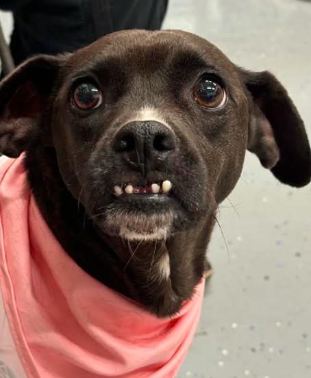 Shocka, Adoptable, Adult Female Terrier.