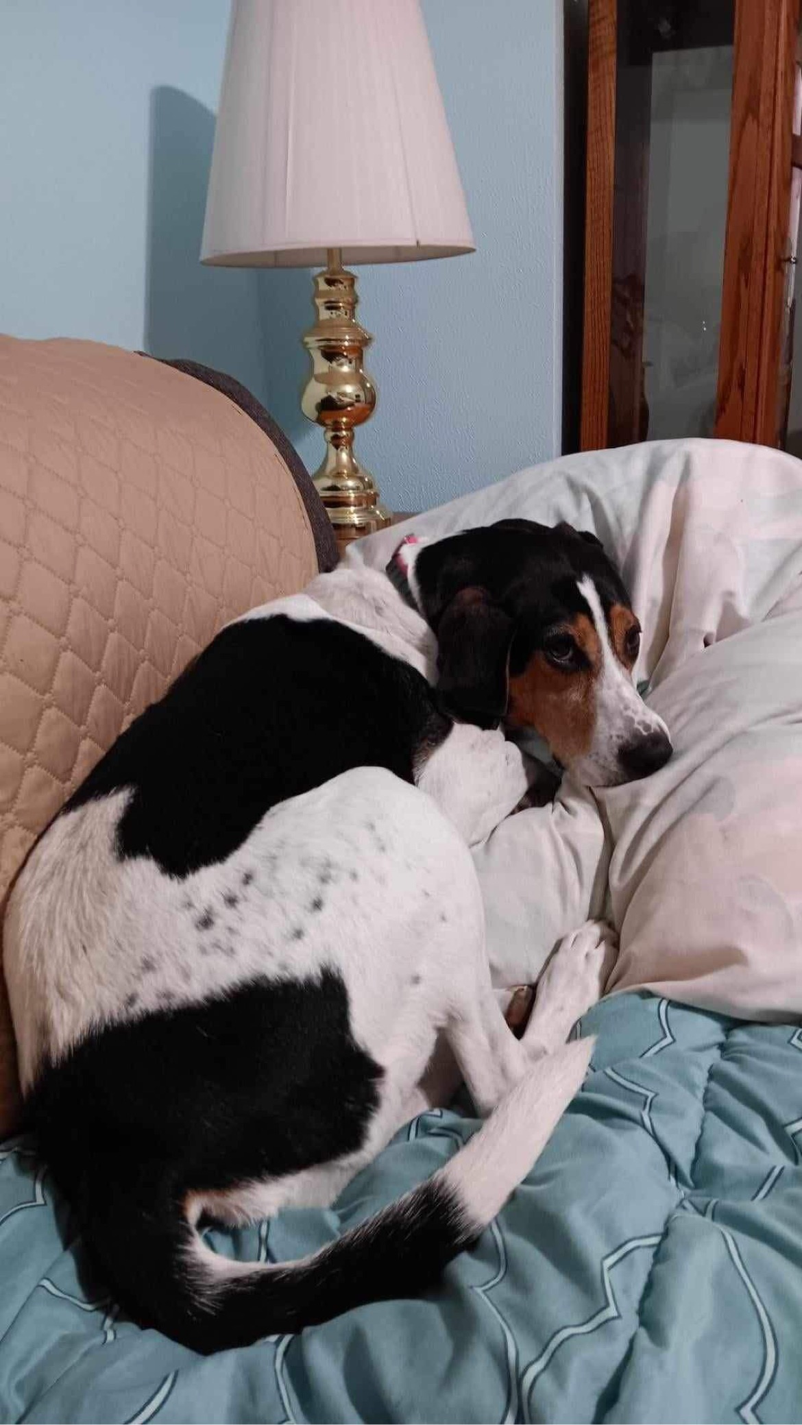 Enlarge Lady, a Adopted Treeing Walker Coonhound in New Kensington, PA image 1/1