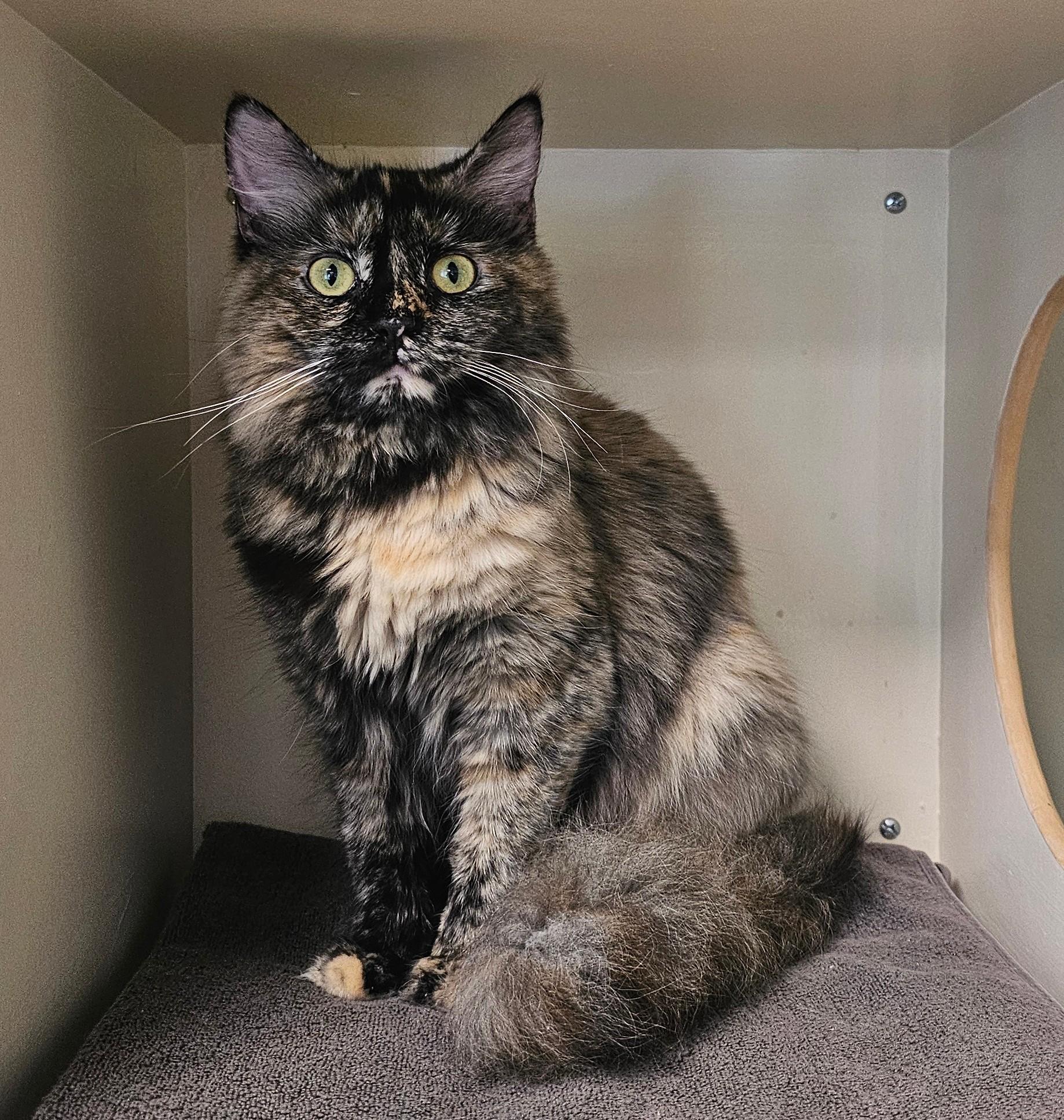 Skittles, adopted, Kitten Female Domestic Long Hair.