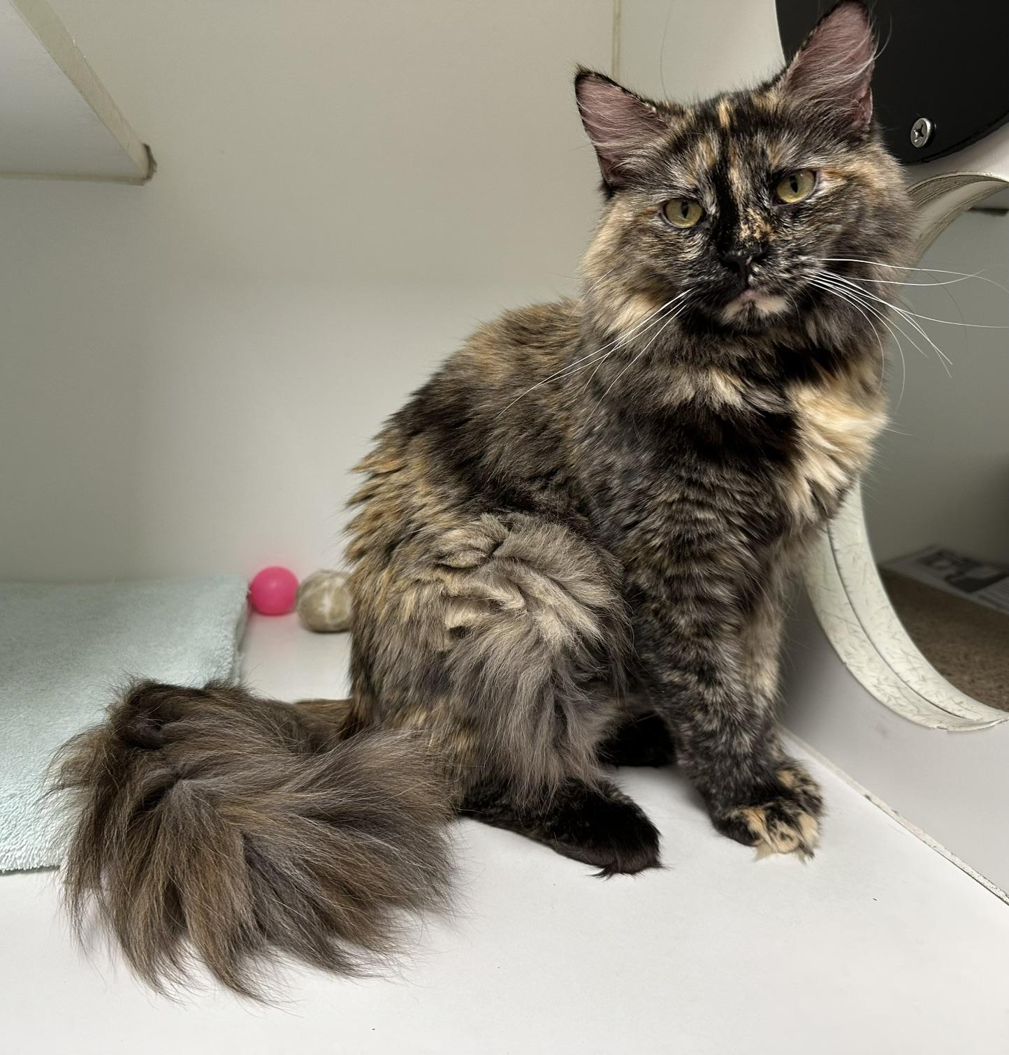 Skittles, an adopted Domestic Long Hair in Norwalk, CT image 2/2